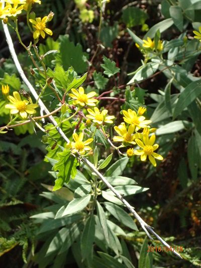Cineraria glandulosa, photographed by Peter Warren