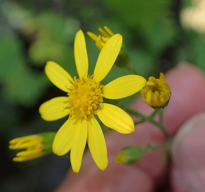 Cineraria glandulosa, photographed by Peter Warren