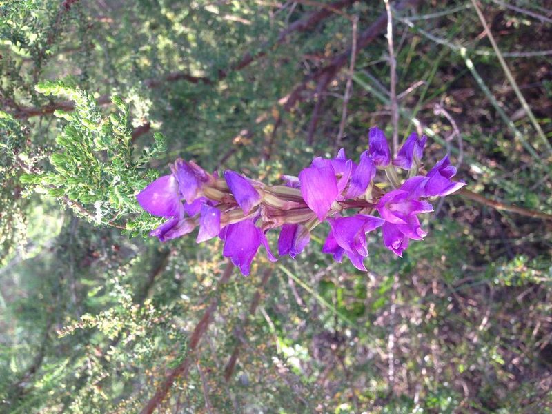Disa procera, photographed by Dave U