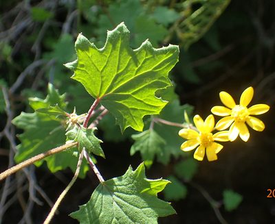 Cineraria glandulosa, photographed by Peter Warren