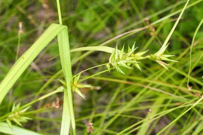 Carex folliculata, photographed by Tom Field