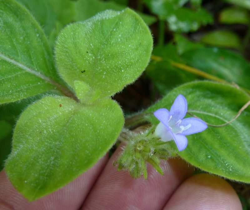 Coccocypselum hirsutum, photographed by Stan Shebs