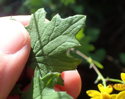 Cineraria glandulosa, photographed by Peter Warren