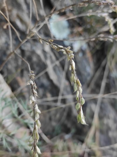 Stevenia alyssoides, photographed by Юлия