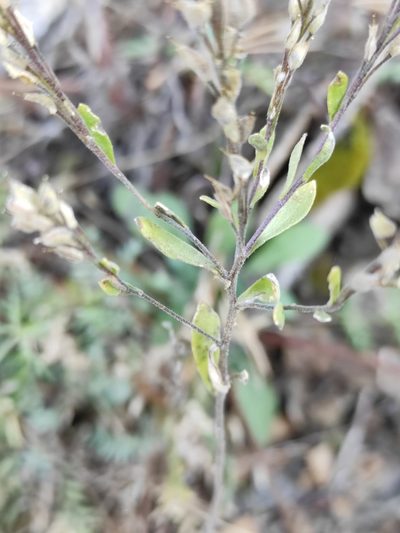 Stevenia alyssoides, photographed by Юлия
