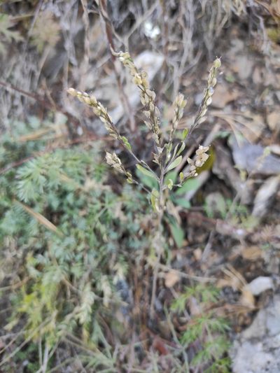 Stevenia alyssoides, photographed by Юлия
