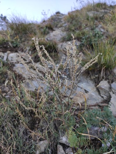 Stevenia alyssoides, photographed by Юлия