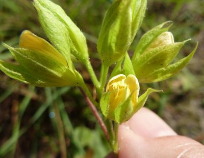Rhynchosia michauxii, photographed by Stan Shebs