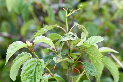 Viburnum recognitum, photographed by Tom Field