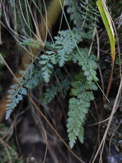 Asplenium altajense, photographed by Юлия