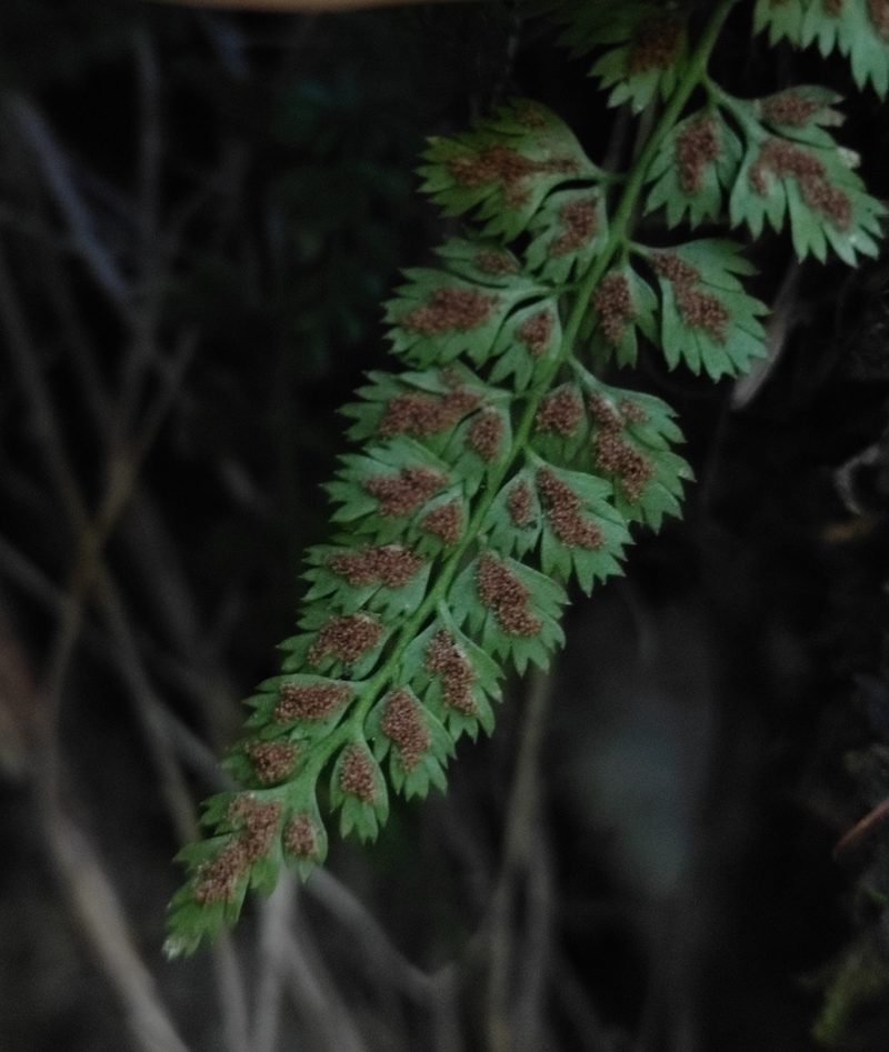Asplenium altajense, photographed by Юлия