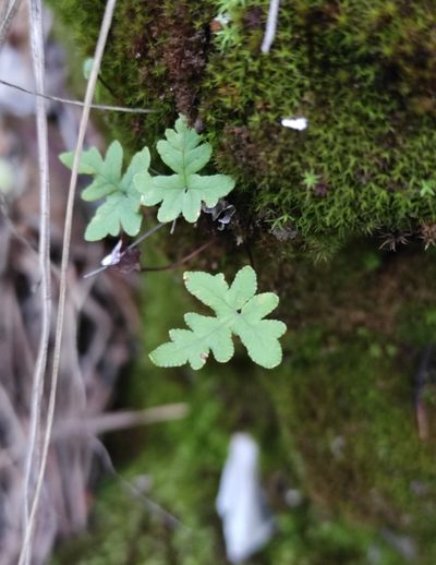 Aleuritopteris argentea, photographed by Юлия
