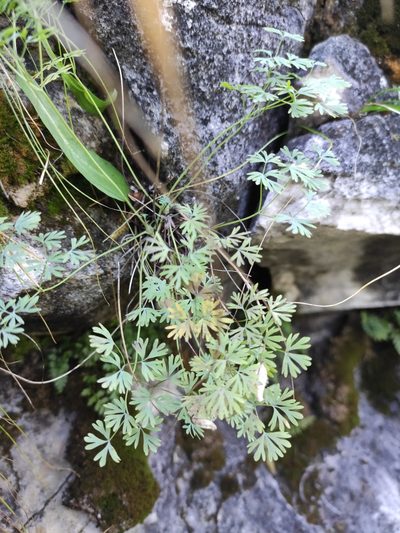 Paraquilegia microphylla, photographed by Юлия