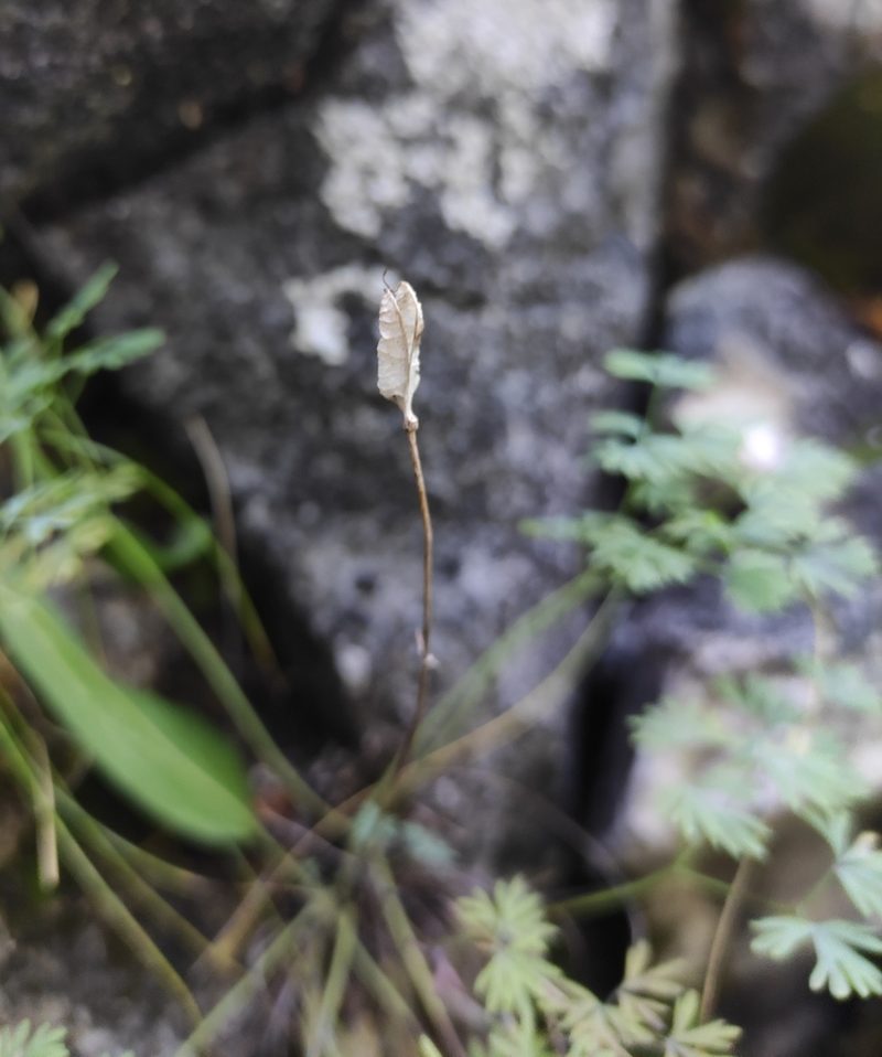 Paraquilegia microphylla, photographed by Юлия