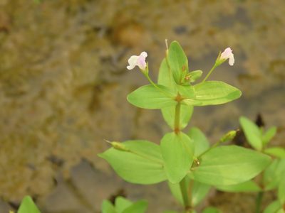 Lindernia procumbens, photographed by chiuluan