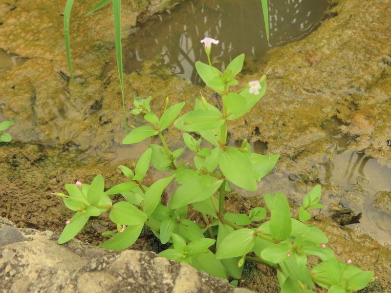 Lindernia procumbens, photographed by chiuluan