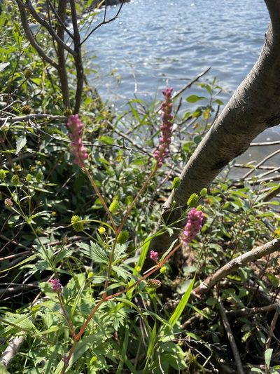 Polygonum careyi, photographed by Kathleen Houlahan Chayer