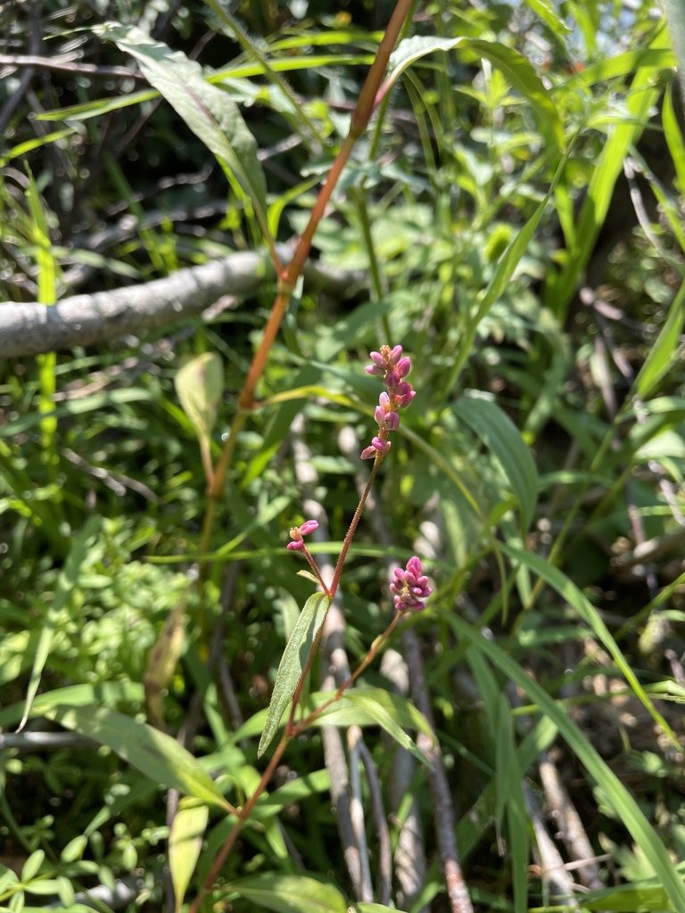 Polygonum careyi, photographed by Kathleen Houlahan Chayer