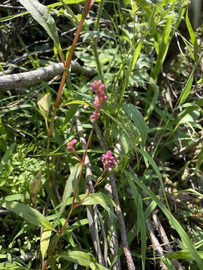 Polygonum careyi, photographed by Kathleen Houlahan Chayer