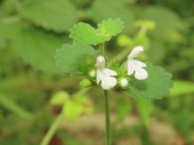 Leucas chinensis, photographed by chiuluan