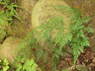 Onychium japonicum, photographed by chiuluan