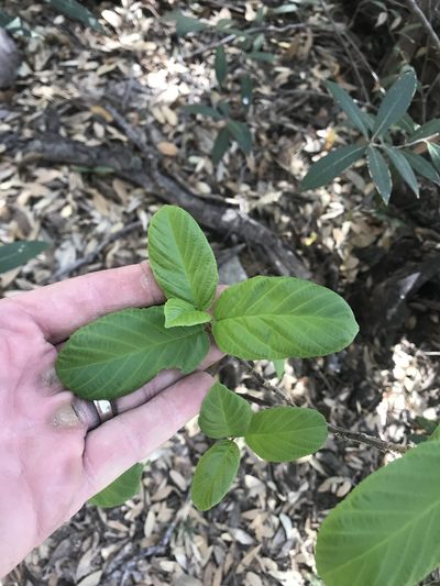 Frangula betulifolia, photographed by CK2AZ