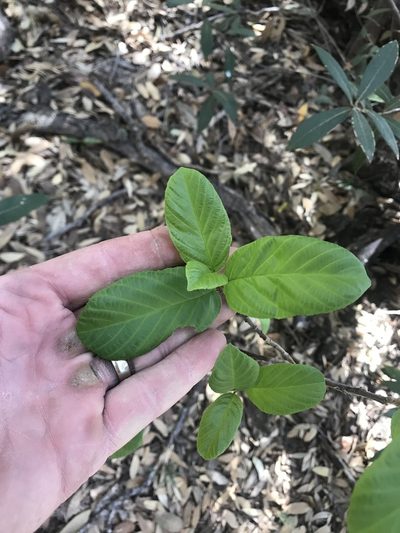 Frangula betulifolia, photographed by CK2AZ