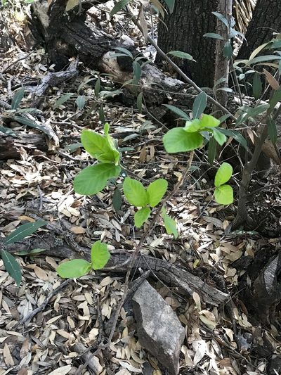 Frangula betulifolia, photographed by CK2AZ