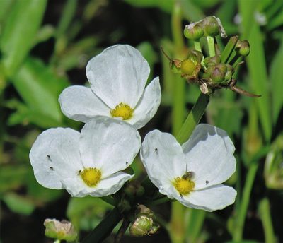 Aquarius grandiflorus, photographed by Hugo Hulsberg