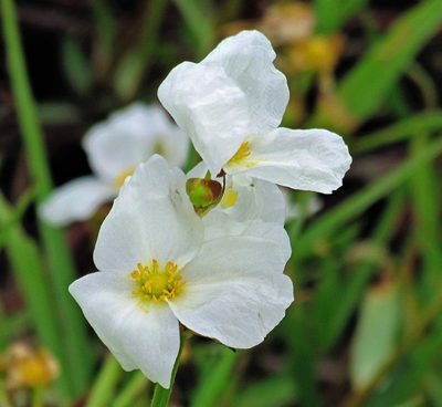 Aquarius grandiflorus, photographed by Hugo Hulsberg