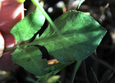 Lichtensteinia obscura, photographed by Tony Rebelo