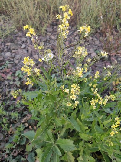 Sisymbrium volgense, photographed by Юлия