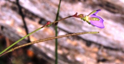Heliophila adpressa, photographed by Tony Rebelo