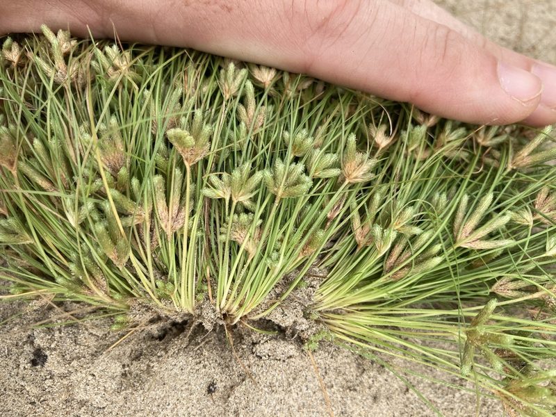 Fimbristylis vahlii, photographed by kent ozment