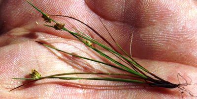 Isolepis antarctica, photographed by Tony Rebelo