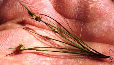 Isolepis antarctica, photographed by Tony Rebelo