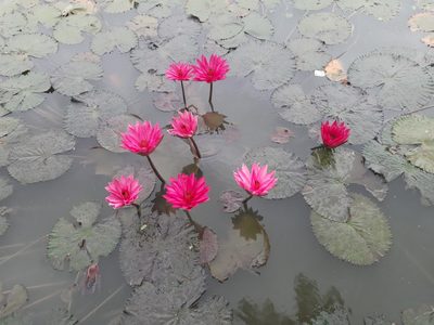 Nymphaea rubra, photographed by মহা বিদ্রোহী BUT রণ ক্লান্ত