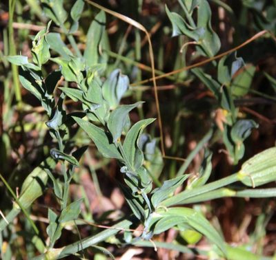 Asparagus undulatus, photographed by Tony Rebelo