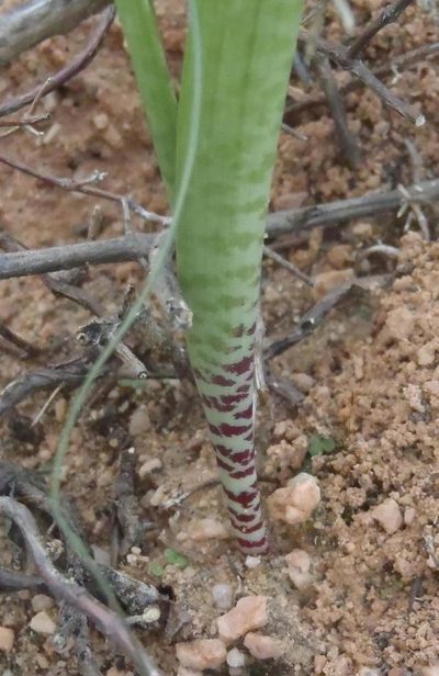 Lachenalia haarlemensis, photographed by Nicola van Berkel