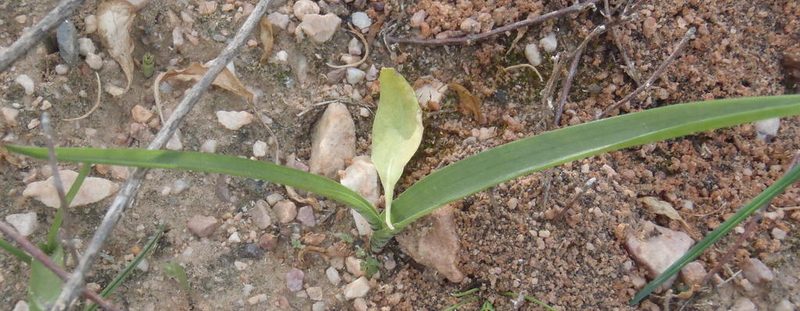 Lachenalia haarlemensis, photographed by Nicola van Berkel