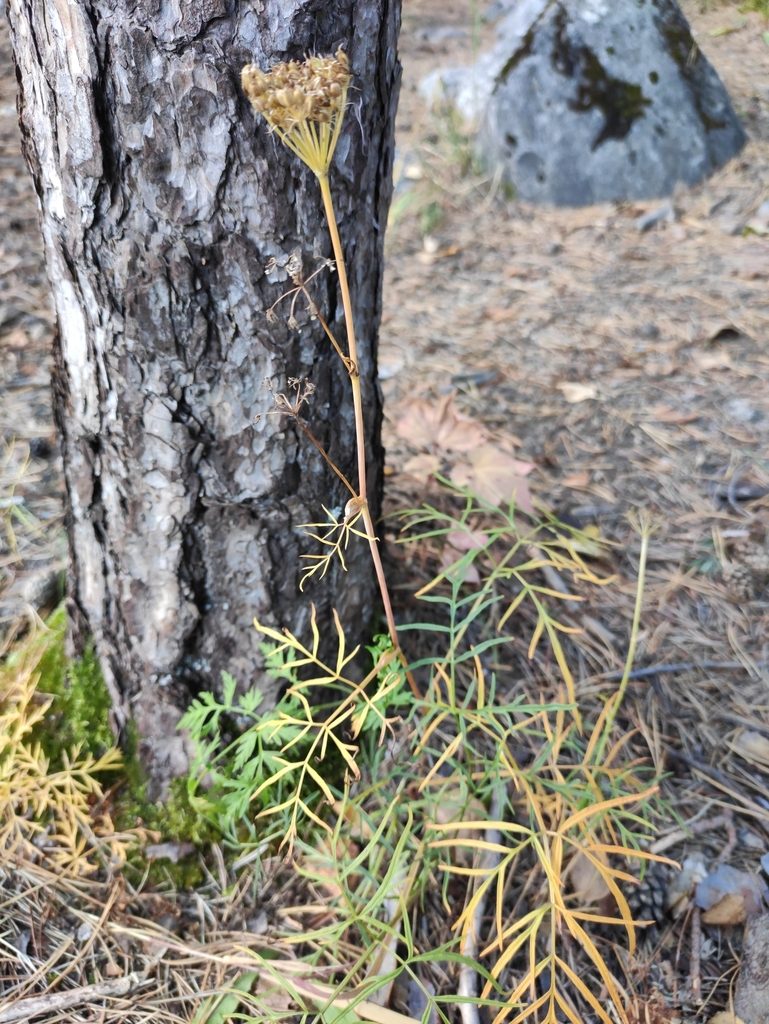 Conioselinum longifolium, photographed by Юлия