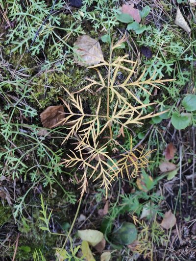 Conioselinum longifolium, photographed by Юлия