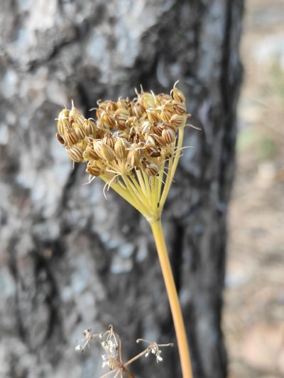 Conioselinum longifolium, photographed by Юлия