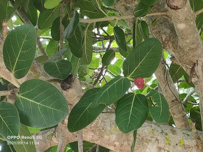 Ficus benghalensis, photographed by Ong Jyh Seng