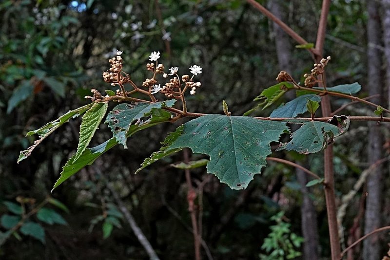Androcalva rossii, photographed by Max Campbell