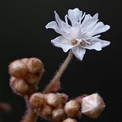 Androcalva rossii, photographed by Max Campbell