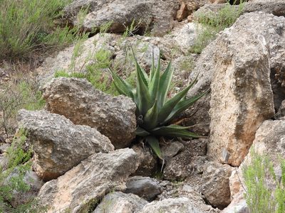 Agave gentryi, photographed by Leticia Jiménez Hernández