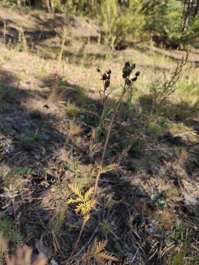 Potentilla chalchorum, photographed by Юлия