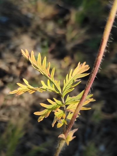 Potentilla chalchorum, photographed by Юлия