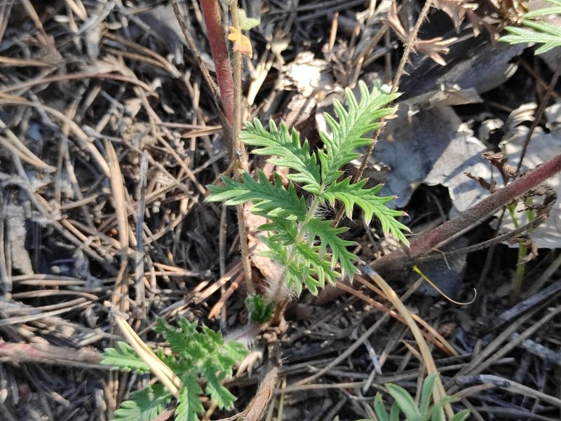 Potentilla chalchorum, photographed by Юлия